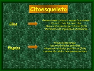 Flagelos Proyecciones largas  Dos microtúbulos centrales Nueve microtúbulos periféricos (2+9) Locomoción celular de espermatozoides Cilios Proyecciones cortas en lasuperficie celular Dos microtúbulos centrales Nueve microtúbulos periféricos (2+9) Movimiento de organismos unicelulares Citoesqueleto 