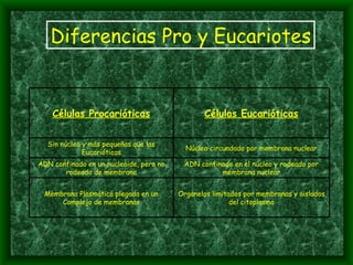 Diferencias Pro y Eucariotes Organelos limitados por membranas y aislados del citoplasma Membrana Plasmática plegada en un Complejo de membranas ADN confinado en el núcleo y rodeado por membrana nuclear ADN confinado en un nucleoide, pero no rodeado de membrana Núcleo circundado por membrana nuclear Sin núcleo y más pequeñas que las Eucarióticas Células Eucarióticas Células Procarióticas 