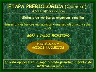 ETAPA PREBIOLÓGICA  (Química):  4.600 millones de años Síntesis de moléculas orgánicas sencillas La vida aparece en la sopa o caldo primitivo a partir de materia  inorgánica Gases atmosféricos inorgánicos + energía eléctrica y solar + UV   SOPA  o  CALDO PRIMITIVO . PROTEINAS Y ACIDOS NUCLEICOS 