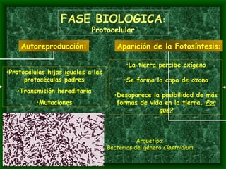 FASE BIOLOGICA : Protocelular Protocélulas hijas iguales a las protocéculas padres Transmisión hereditaria Mutaciones La tierra percibe oxígeno Se forma la capa de ozono Desaparece la posibilidad de más formas de vida en la tierra.  Por qué? Arquetipo: Bacterias del género  Clostridium Autoreproducción: Aparición de la Fotosíntesis : 