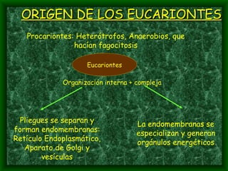 Organización interna + compleja Procariontes:  Heterótrofos, Anaerobios, que hacían fagocitosis Eucariontes Pliegues se separan y forman endomembranas: Retículo Endoplasmático, Aparato de Golgi y vesículas La endomembranas se especializan y generan orgánulos energéticos ORIGEN DE LOS EUCARIONTES 