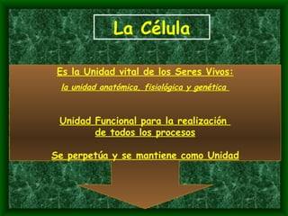 La Célula Es la Unidad vital de los Seres Vivos: la unidad anatómica, fisiológica y genética  Unidad Funcional para la realización  de todos los procesos Se perpetúa y se mantiene como Unidad 