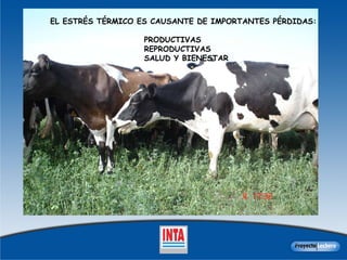 EL ESTRÉS TÉRMICO ES CAUSANTE DE IMPORTANTES PÉRDIDAS: PRODUCTIVAS REPRODUCTIVAS SALUD Y BIENESTAR  