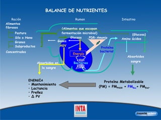 BALANCE DE NUTRIENTES Intestino Ración Rumen PDR-Amonio Bacterias Proteína bacterial Amino ácidos Absorbidos en la sangre ENERGÍA   Mantenimiento Lactancia Preñez ∆  PV Absorbidos sangre Proteína Metabolizable  (PM) = PM PNDR  +  PM Bac + PM End . Gases Energía Subproductos Concentrados Granos Alimentos fibrosos Pastura Silo o Heno Glucosa (Glucosa) (Alimentos que escapan fermentación microbial) AGV 