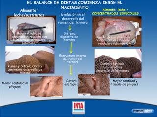 EL BALANCE DE DIETAS COMIENZA DESDE EL NACIMIENTO Evolución en el desarrollo del rumen del ternero Sistema digestivo del ternero Rumen y retículo pequeños en relación con el estómago verdadero (abomaso) Rumen  desarrollado en relación con el estómago verdadero (abomaso) Rumen y retículo claro y con menos desarrollo de mucosa Rumen y retículo oscuros y más desarrollo de la mucosa Estructura interna del rumen del ternero Gotera esofágica Menor cantidad de pliegues Mayor cantidad y tamaño de pliegues Alimento: leche/sustitutos Alimento: leche + CONCENTRADOS ESPECIALES 