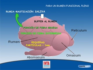 PORCIÓN DE FIBRA GRUESA PORCIÓN DE FIBRA INTERMEDIA PEQUEÑAS PARTÍCULAS < 1mm RUMIA-MASTICACIÓN - SALIVA BUFFER AL RUMEN PARA UN RUMEN FUNCIONAL PLENO 