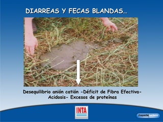 DIARREAS Y FECAS BLANDAS… Desequilibrio anión catión -Déficit de Fibra Efectiva- Acidosis- Excesos de proteínas 