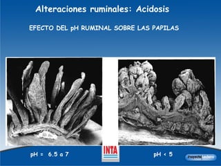 Alteraciones ruminales: Acidosis  EFECTO DEL pH RUMINAL SOBRE LAS PAPILAS pH =  6.5 a 7 pH < 5 