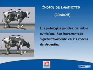 ÍNDICE DE LAMINITIS  (GRADO   5) Las patologías podales de índole nutricional han incrementado significativamente en los rodeos de Argentina   