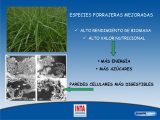 ESPECIES FORRAJERAS MEJORADAS   ALTO RENDIMIENTO DE BIOMASA  ALTO VALOR NUTRICIONAL MÁS ENERGÍA MÁS AZÚCARES PAREDES CELULARES MÁS DIGESTIBLES 