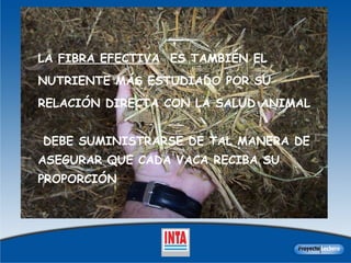 LA  FIBRA EFECTIVA   ES TAMBIÉN EL NUTRIENTE MÁS ESTUDIADO POR SU RELACIÓN DIRECTA CON LA SALUD ANIMAL DEBE SUMINISTRARSE DE TAL MANERA DE ASEGURAR QUE CADA VACA RECIBA SU PROPORCIÓN 