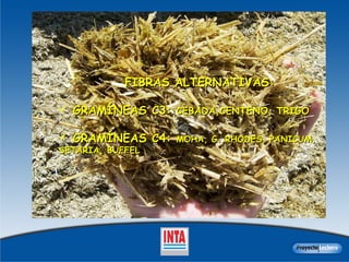 FIBRAS ALTERNATIVAS:  GRAMÍNEAS C3:  CEBADA,CENTENO, TRIGO GRAMÍNEAS C4:  MOHA, G. RHODES, PANICUM, SETARIA, BUFFEL 