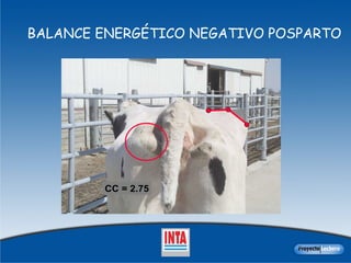 BALANCE ENERGÉTICO NEGATIVO POSPARTO 