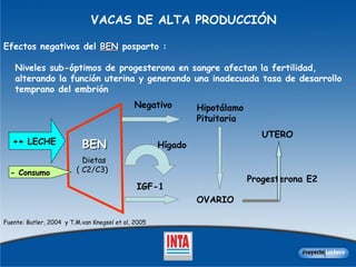 VACAS DE ALTA PRODUCCIÓN Efectos negativos del  BEN   posparto : Niveles sub-óptimos de progesterona en sangre afectan la fertilidad,  alterando la función uterina y generando una inadecuada tasa de desarrollo  temprano del embrión BEN Dietas  ( C2/C3) Negativo Hígado IGF-1 Hipotálamo Pituitaria OVARIO Progesterona E2 UTERO Fuente: Butler, 2004  y  T.M.van Knegsel et al, 2005 ++ LECHE - Consumo 