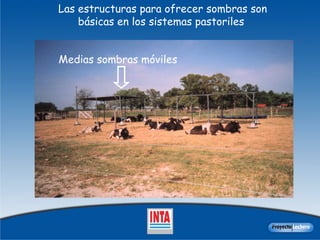 Las estructuras para ofrecer sombras son básicas en los sistemas pastoriles   Medias sombras móviles 