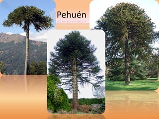 Pehuén 
 