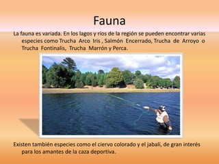 Fauna 
La fauna es variada. En los lagos y ríos de la región se pueden encontrar varias 
especies como Trucha Arco Iris , Salmón Encerrado, Trucha de Arroyo o 
Trucha Fontinalis, Trucha Marrón y Perca. 
Existen también especies como el ciervo colorado y el jabalí, de gran interés 
para los amantes de la caza deportiva. 
 