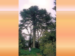 Villa Pehuenia - Moquehue