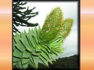 Villa Pehuenia - Moquehue