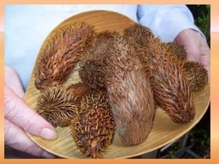 Villa Pehuenia - Moquehue