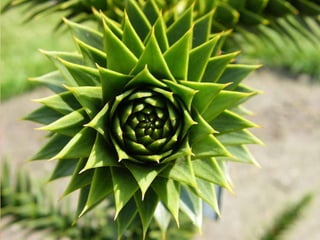 Villa Pehuenia - Moquehue