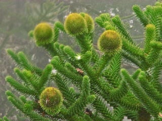 Villa Pehuenia - Moquehue