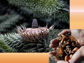 Villa Pehuenia - Moquehue