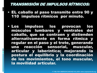 TRANSMISIÓN EL CALOR CORPORAL: El calor que transmite el caballo es aproximadamente de 38° c y 38 . 8 en movimiento .El calor es transmitido a los miembros inferiores y cintura pélvica, distiende, relaja la musculatura espástica, principalmente los músculos aductores( hasta 6 - 7 horas ).Estimula la Sensopercepcion táctil.F.T MILTON  EMERSON SANCHEZ VILLADA- www.corposantarita.org
