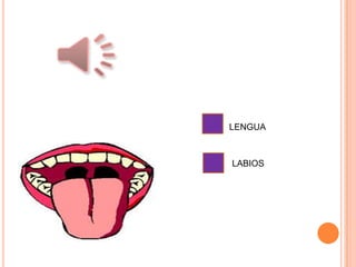 LENGUA
LABIOS
 