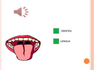 DIENTES
LENGUA
 