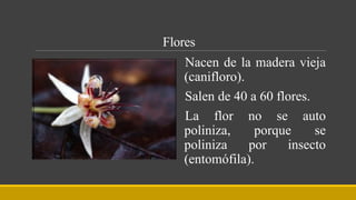 Flores
Nacen de la madera vieja
(canifloro).
Salen de 40 a 60 flores.
La flor no se auto
poliniza, porque se
poliniza por insecto
(entomófila).
 