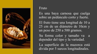 Fruto
Es una baya carnosa que cuelga
sobre un pedúnculo corto y fuerte.
El fruto tiene una longitud de 10 a
25 cm de un diámetro de 10cm y
un peso de 250 a 500 gramos.
Su forma color y tamaño va a
depender del tipo y la variedad.
La superficie de la mazorca está
divida por 5 surcos longitudinales.
 