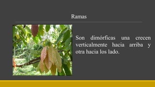 Ramas
Son dimórficas una crecen
verticalmente hacia arriba y
otra hacia los lado.
 