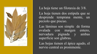 La hoja tiene un filotaxia de 3/8.
La hoja tienen dos estipula que se
desprende temprana mente, un
peciolo que piscuo.
Las láminas son simple de forma
ovalada con margen entero,
nervadura pignada y ambas
superficie son glabras.
Las hojas tienen el ápice agudo, el
nervio central es prominente.
 