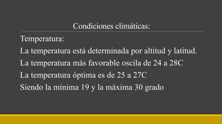 Condiciones climáticas:
Temperatura:
La temperatura está determinada por altitud y latitud.
La temperatura más favorable oscila de 24 a 28C
La temperatura óptima es de 25 a 27C
Siendo la mínima 19 y la máxima 30 grado
 