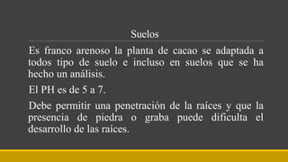 Suelos
Es franco arenoso la planta de cacao se adaptada a
todos tipo de suelo e incluso en suelos que se ha
hecho un análisis.
El PH es de 5 a 7.
Debe permitir una penetración de la raíces y que la
presencia de piedra o graba puede dificulta el
desarrollo de las raíces.
 