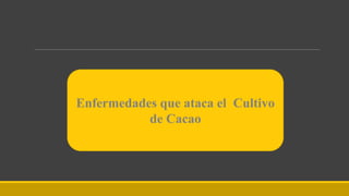 Enfermedades que ataca el Cultivo
de Cacao
 