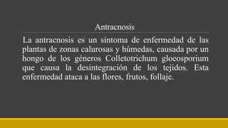 Antracnosis
La antracnosis es un síntoma de enfermedad de las
plantas de zonas calurosas y húmedas, causada por un
hongo de los géneros Colletotrichum gloeosporium
que causa la desintegración de los tejidos. Esta
enfermedad ataca a las flores, frutos, follaje.
 