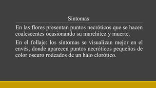 Síntomas
En las flores presentan puntos necróticos que se hacen
coalescentes ocasionando su marchitez y muerte.
En el follaje: los síntomas se visualizan mejor en el
envés, donde aparecen puntos necróticos pequeños de
color oscuro rodeados de un halo clorótico.
 