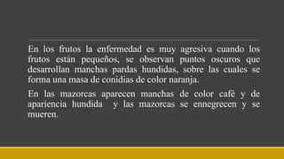 En los frutos la enfermedad es muy agresiva cuando los
frutos están pequeños, se observan puntos oscuros que
desarrollan manchas pardas hundidas, sobre las cuales se
forma una masa de conidias de color naranja.
En las mazorcas aparecen manchas de color café y de
apariencia hundida y las mazorcas se ennegrecen y se
mueren.
 