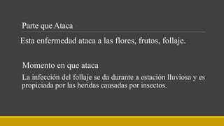 Parte que Ataca
Esta enfermedad ataca a las flores, frutos, follaje.
Momento en que ataca
La infección del follaje se da durante a estación lluviosa y es
propiciada por las heridas causadas por insectos.
 