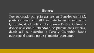 Historia
Fue reportado por primera vez en Ecuador en 1895,
posteriormente en 1917 se detectó en la región de
Quevedo, desde allí se diseminó a Perú y Colombia
donde ocasionó el abandono de plantaciones enteras,
desde allí se diseminó a Perú y Colombia donde
ocasionó el abandono de plantaciones enteras.
 