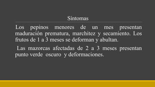 Síntomas
Los pepinos menores de un mes presentan
maduración prematura, marchitez y secamiento. Los
frutos de 1 a 3 meses se deforman y abultan.
Las mazorcas afectadas de 2 a 3 meses presentan
punto verde oscuro y deformaciones.
 