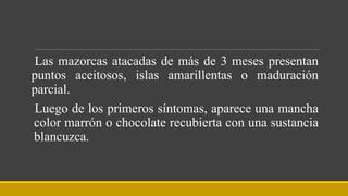 Las mazorcas atacadas de más de 3 meses presentan
puntos aceitosos, islas amarillentas o maduración
parcial.
Luego de los primeros síntomas, aparece una mancha
color marrón o chocolate recubierta con una sustancia
blancuzca.
 