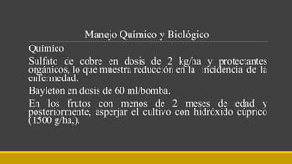 Manejo Químico y Biológico
Químico
Sulfato de cobre en dosis de 2 kg/ha y protectantes
orgánicos, lo que muestra reducción en la incidencia de la
enfermedad.
Bayleton en dosis de 60 ml/bomba.
En los frutos con menos de 2 meses de edad y
posteriormente, asperjar el cultivo con hidróxido cúprico
(1500 g/ha,).
 