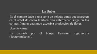 La Bubas
Es el nombre dado a una serie de pelotas duras que aparecen
en el árbol de cacao también esta enfermedad surge en los
cojines florales causando excesiva producción de flores.
Agente causal
Es causada por el hongo Fusarium rigiduscula
(deuteromicetes).
 