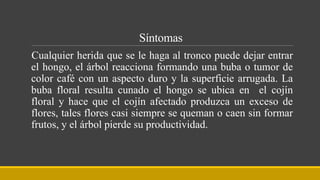 Síntomas
Cualquier herida que se le haga al tronco puede dejar entrar
el hongo, el árbol reacciona formando una buba o tumor de
color café con un aspecto duro y la superficie arrugada. La
buba floral resulta cunado el hongo se ubica en el cojín
floral y hace que el cojín afectado produzca un exceso de
flores, tales flores casi siempre se queman o caen sin formar
frutos, y el árbol pierde su productividad.
 