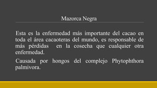 Mazorca Negra
Esta es la enfermedad más importante del cacao en
toda el área cacaoteras del mundo, es responsable de
más pérdidas en la cosecha que cualquier otra
enfermedad.
Causada por hongos del complejo Phytophthora
palmivora.
 