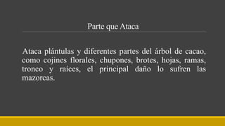 Parte que Ataca
Ataca plántulas y diferentes partes del árbol de cacao,
como cojines florales, chupones, brotes, hojas, ramas,
tronco y raíces, el principal daño lo sufren las
mazorcas.
 