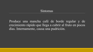 Síntomas
Produce una mancha café de borde regular y de
crecimiento rápido que llega a cubrir al fruto en pocos
días. Internamente, causa una pudrición.
 